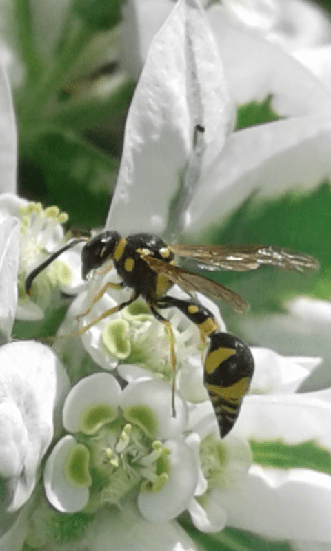 Vespidae Eumeninae : Eumenes mediterraneus maschio?  S